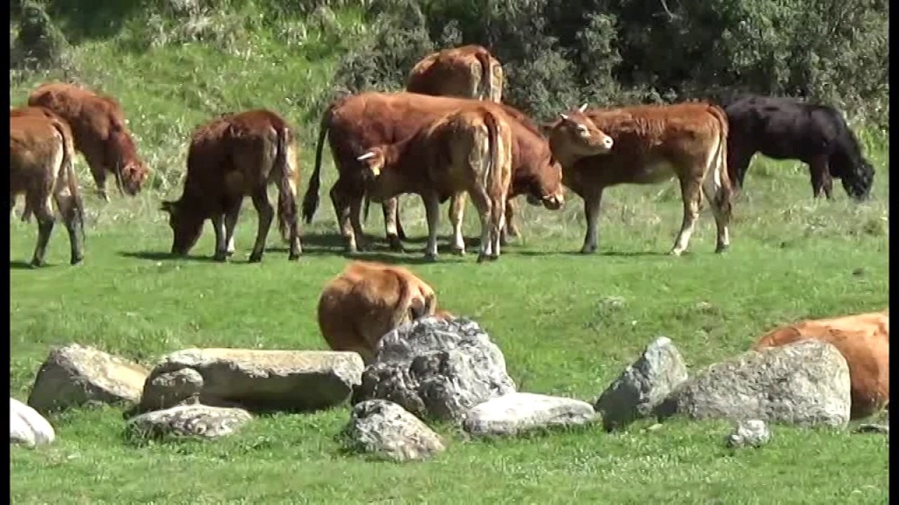 Αποζημιώσεις 1,1 εκ. ευρώ σε θεσσαλούς κτηνοτρόφους
