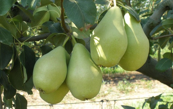 Θεσσαλία: Φόβοι για χαμηλή παραγωγή στα αχλάδια