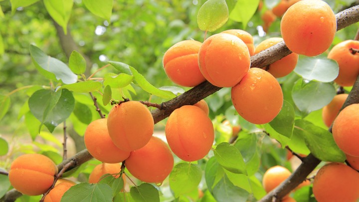 Ανάρπαστο το βερύκοκο σε Μακρυχώρι, Τύρναβο