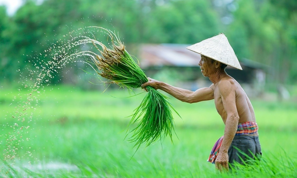 Ο θεσσαλικός κάμπος θα γεμίσει ...Βιετναμέζους