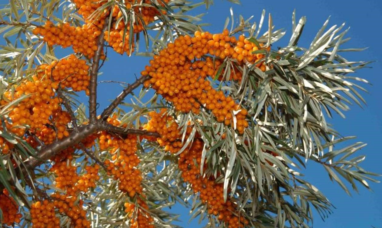 Καρδίτσα: Την Ιπποφαές Ελλάς Α.Ε. επισκέφτηκε ο Βορίδης