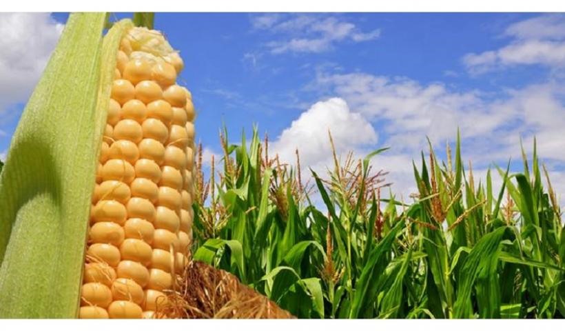 Στο σφυρί η περιουσία της ΕΑΣ Καλαμπάκας