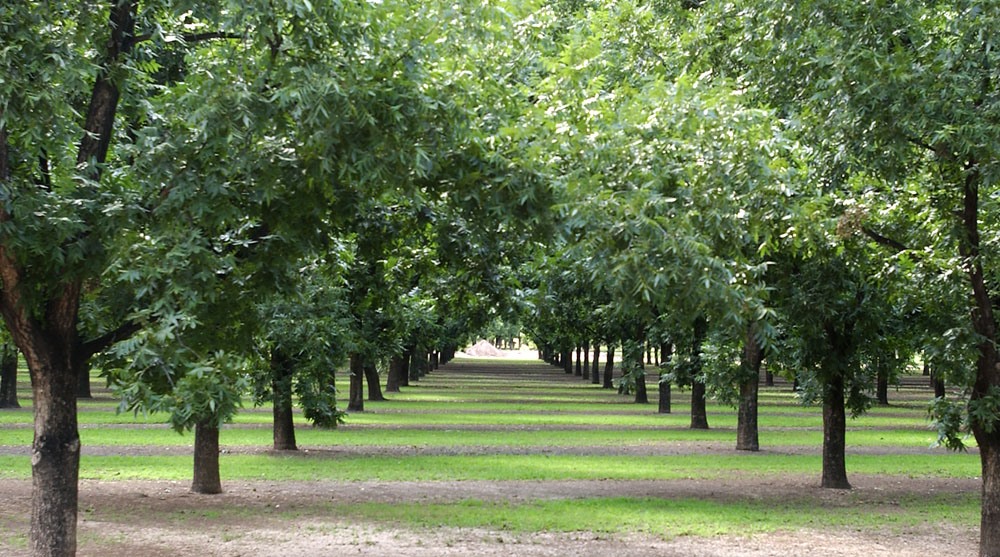 Ελασσόνα: Υπό το φόβο του παγετού οι δενδρώδεις καλλιέργειες
