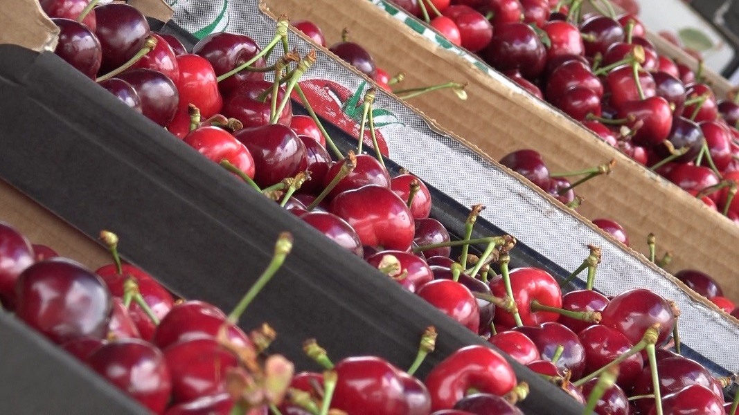 Αγιά: Με δυσκολίες η συγκομιδή των κερασιών