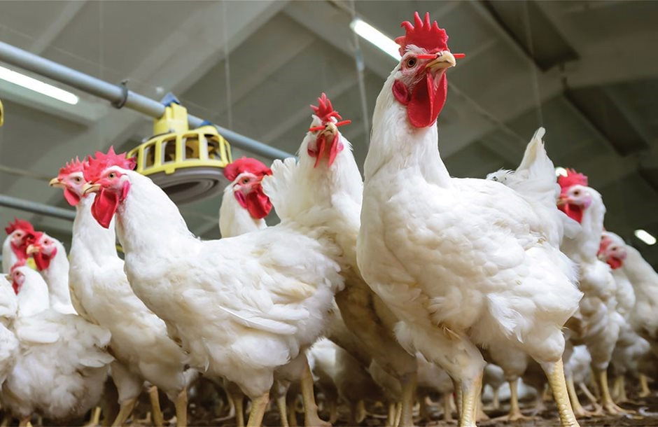 Πτηνοτροφία: Πλήθος επενδύσεων από Πιερία μέχρι Άρτα