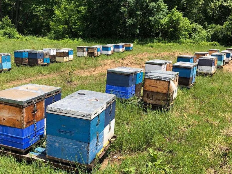 Μελισσοκομία: Ξεπέρασαν τα 100 εκ. οι κυψέλες