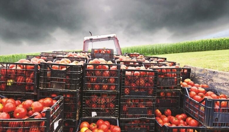 Ο πόλεμος πιέζει τα Ελληνικά οπωροκηπευτικά