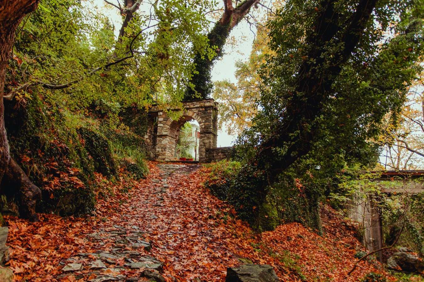 Πήλιο: Οι Ισραηλινοί κυριαρχούν στο βουνό το φθινόπωρο