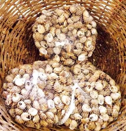 Με αφανισμό απειλείται η ελληνική αγορά σαλιγκαριών