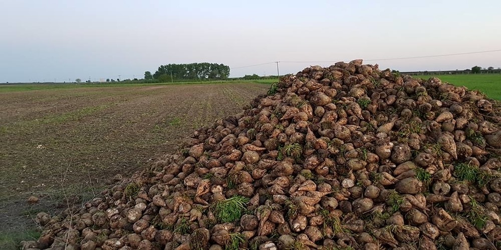 Προς εκκαθάριση η ΕΒΖ - λύση για τους παραγωγούς αναζητεί ο Σκρέκας