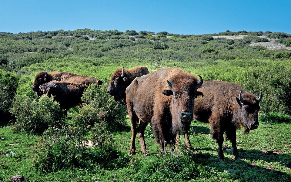 Αλλαντοποιείο από την φάρμα Ντούμα στην Ελασσόνα