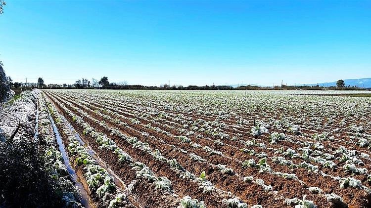 Μεγάλο κακό προκάλεσε ο νέος παγετός στη Θεσσαλία