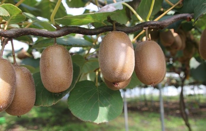 Πυργετός: Ευελπιστούν σε παραγωγή 2.000 τ. ακτινιδίου 