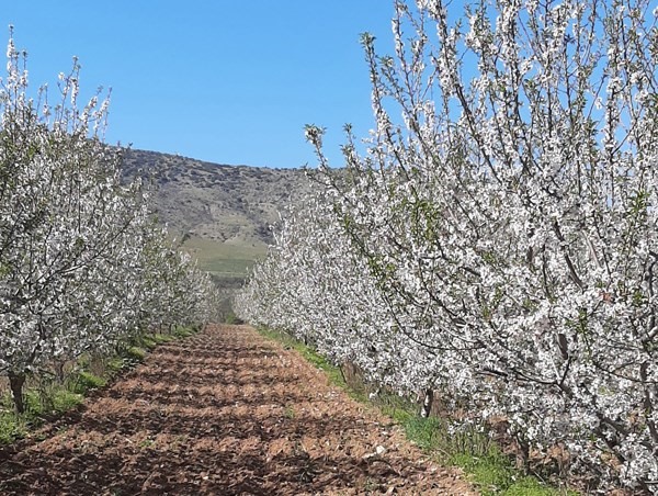 Δ. Τεμπών: Μεγάλη ζημιά στις δενδρώδεις καλλιέργειες