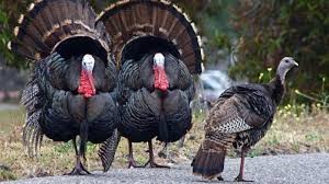 Με πρόσχημα τον ...ΦΠΑ εξαπάτησαν Λαρισαίο παραγωγό γάλων 