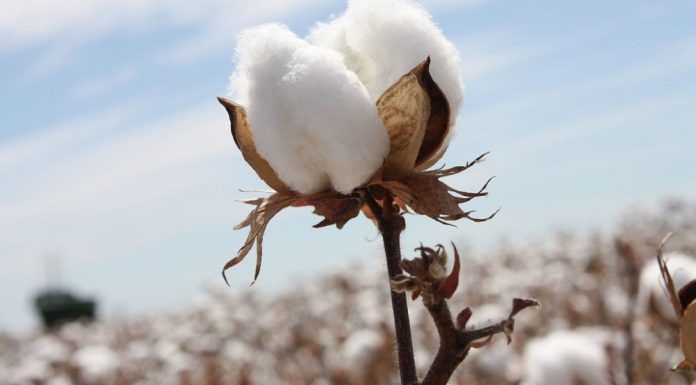 Ημερίδα στην Καρδίτσα για το βαμβάκι και τη νέα ΚΑΠ
