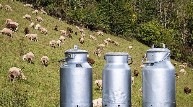 Γιατί "καλπάζει" το γάλα - Τι λένε οι εταιρείες