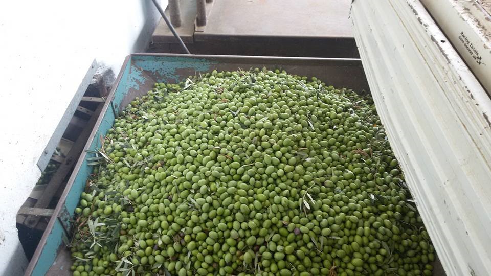 Στην Intercomm Foods το ελαιουργείο της πρώην ΕΑΣ Λάρισας