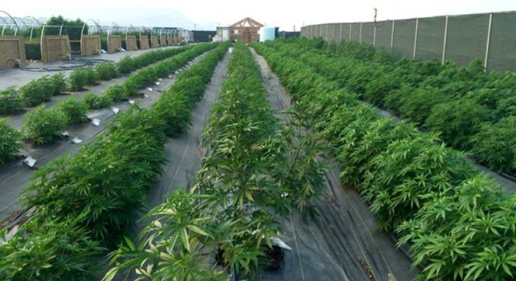 Φαρμακευτική Κάνναβη: 14 άδειες στο ΦΕΚ - Δύο στη Θεσσαλία