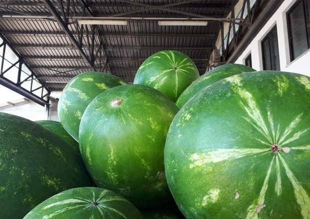 Καλό ξεκίνημα για τις εξαγωγές θεσσαλικών καρπουζιών