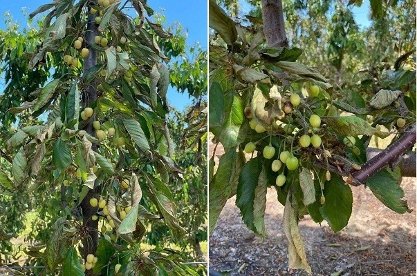 Τύρναβος: Κατέστρεψαν με δολιοφθορά 35 τόνους κεράσια