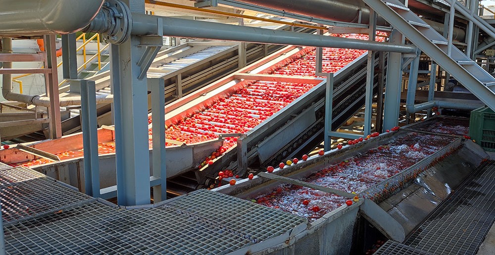 Στροφή στην βιομηχανική ντομάτα στη Θεσσαλία
