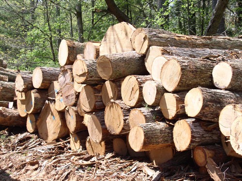 Στο σφυρί η «Αγγελούσης Α.Ε.» στην Μαγνησία