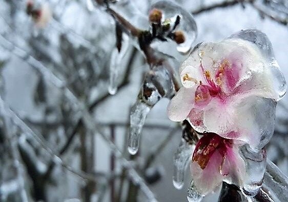 Λάρισα: Μοντέλο Ιανού για τους παγετόπληκτους