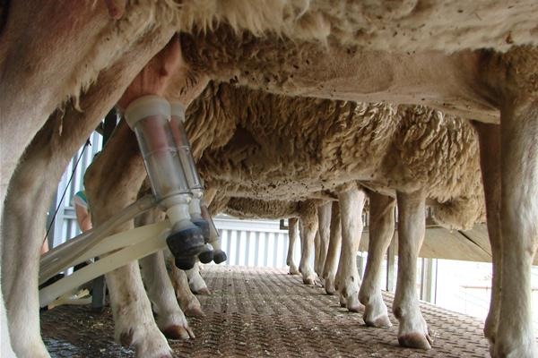 Οι κτηνοτρόφοι συναντούνται σήμερα στη Λάρισα