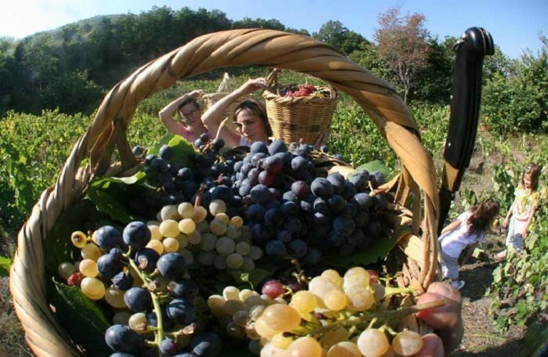 Στον αέρα τα σχέδια για τον φετινό τρύγο