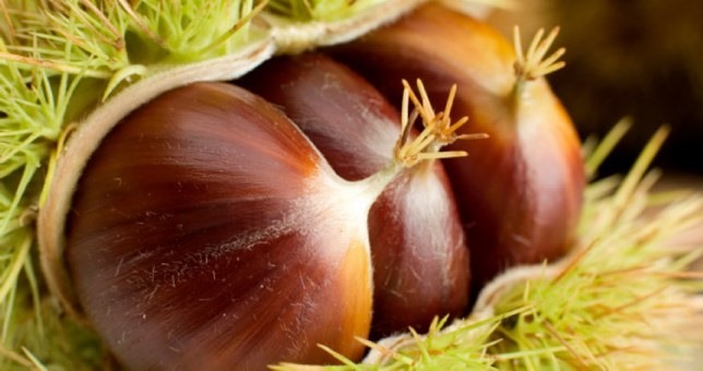 Σε Ευρώπη και ΗΠΑ το θεσσαλικό κάστανο