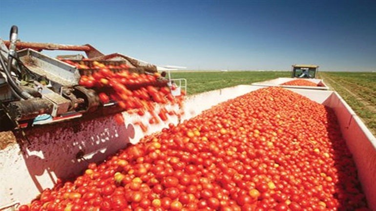 Ανοίγουν νωρίτερα οι κονσερβοποιϊες για να μην καταστραφεί η παραγωγή