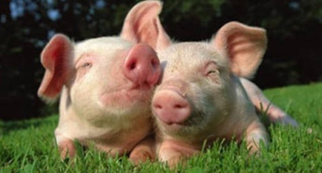 Κίνα: Δέκα χρόνια για την πανώλη των χοίρων