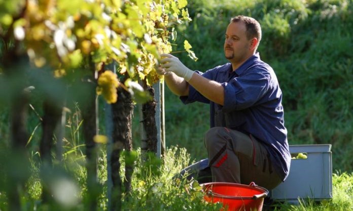 Προσλήψεις: 400 θέσεις εργασίας στον ΕΛΓΟ «ΔΗΜΗΤΡΑ»