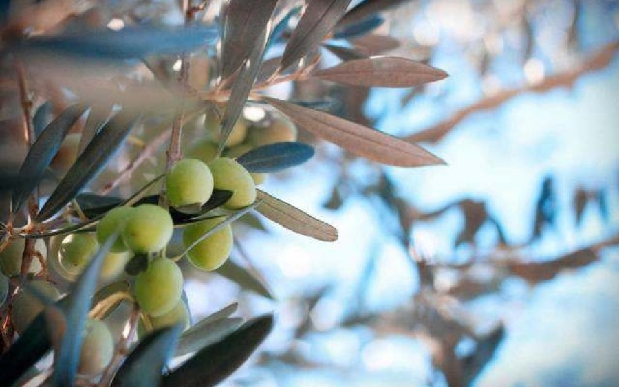 4Ε: Ένας νέος επιστημονικός φορέας για την Ελαιοκομία