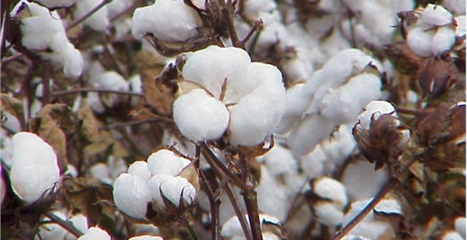 Ημερίδα για την ποιότητα του Ελληνικού βάμβακος την Πέμπτη στην Καρδίτσα