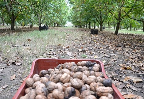 Κέρδη και φέτος για τους καρυδοπαραγωγούς του Θεσσαλικού κάμπου