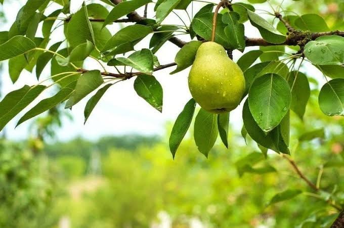 Η κλιματική αλλαγή ξαναγράφει τον αγροτικό χάρτη της Θεσσαλίας 
