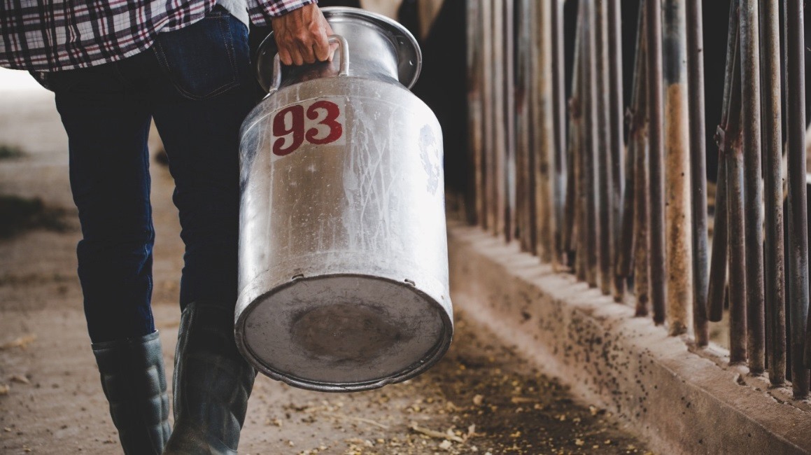 Μειώθηκε κατά 12% η παραγωγή πρόβειου γάλακτος στον νομό Λάρισας