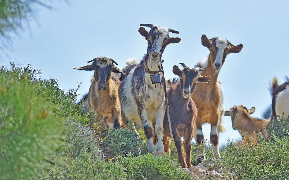 Ημερίδες της Εθνικής Διεπαγγελματικής Οργάνωσης Φέτας (ΕΔΟΦ) για τους κτηνοτρόφους αιγοπρόβειου γάλακτος