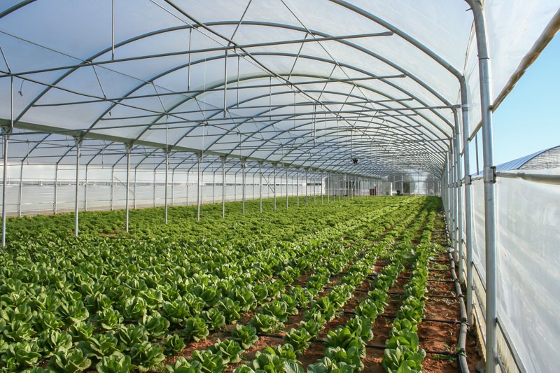 Η Θεσσαλία ως ...λαχανόκηπος της Ευρώπης