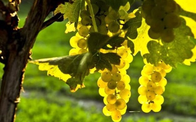 Νομός Λάρισας: Πρωτιά σε αιτήματα αμπελοκαλλιέργειας 