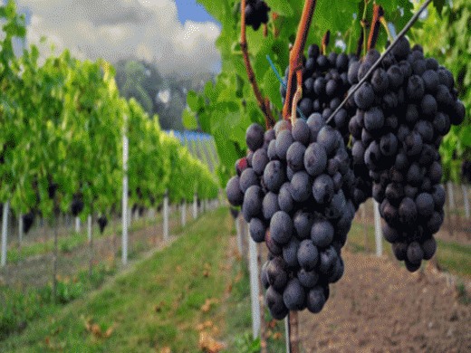 Τύρναβος: Υψηλή τιμή φέτος για το Μοσχάτο