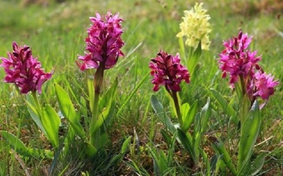 Έως 120 ευρώ το Kg πληρώνουν οι Τούρκοι το σαλέπι Πίνδου 