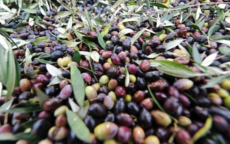 Σε πλειστηριασμό η «Ματσάγγος Εξαγωγική» στην Μαγνησία