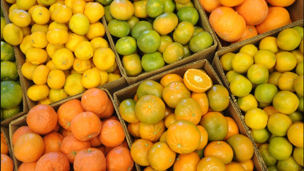 Στασιμότητα στις εξαγωγές εσπεριδοειδών 