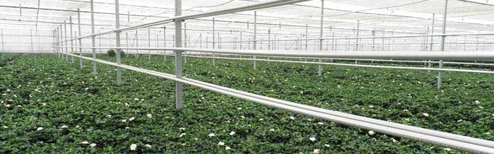 Στην Μαγνησία ο δεύτερος παραγωγός γαρδένιας στην Ευρώπη