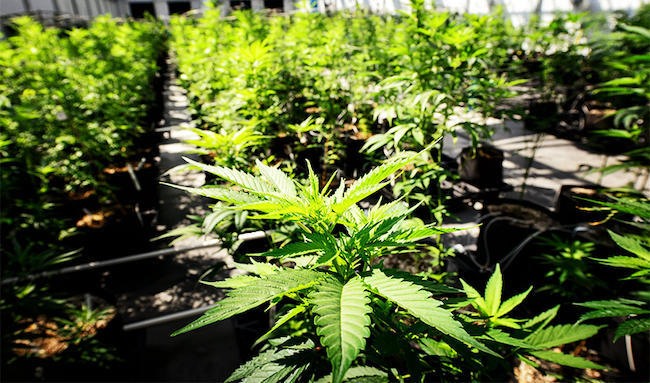 Είκοσι παραγωγούς μετρά ο πρώτος συνεταιρισμός κλωστικής κάνναβης στη Μαγνησία