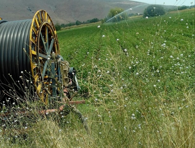 Θέλει περισσότερο νερό ο θεσσαλικός κάμπος