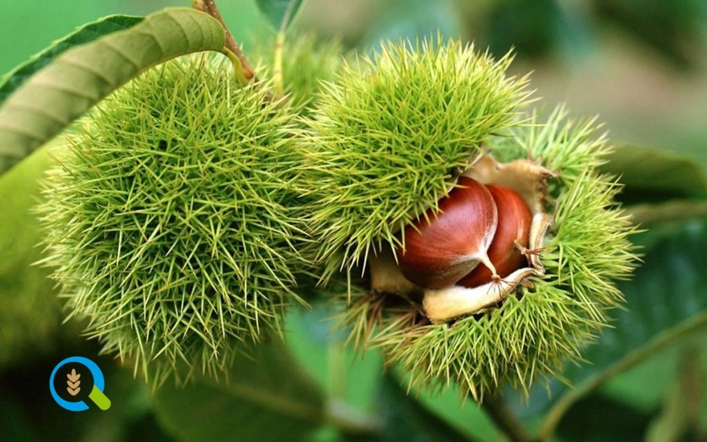 Η φαιά σήψη απειλεί το κάστανο Κισσάβου